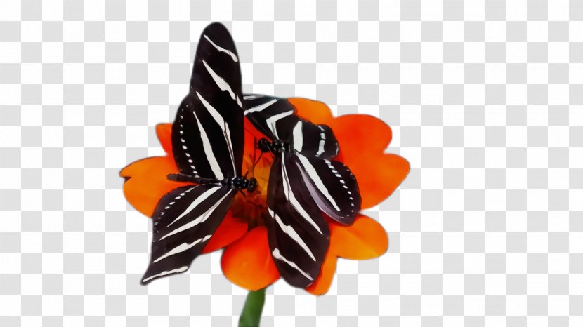 Monarch Butterfly - Pollinator Tulip Transparent PNG