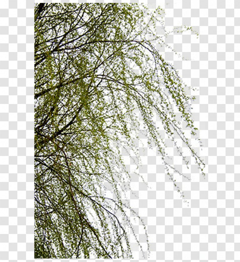 Willow Trees - Spring Transparent PNG