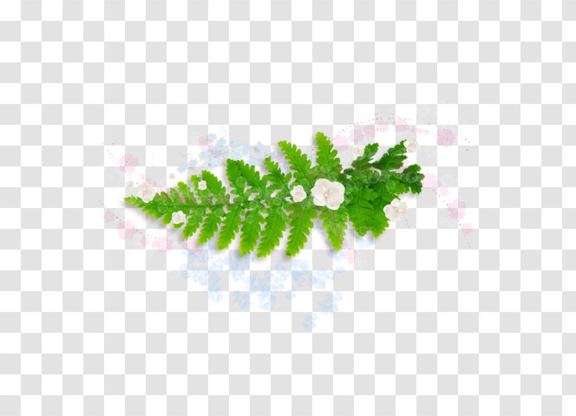 Leaf Burknar Green Plant Transparent PNG