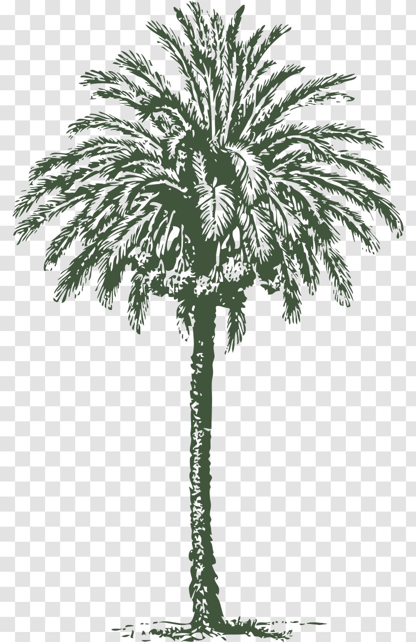Arecaceae Date Palm Ripple Associates Tree - Plant Stem - Dates Transparent PNG