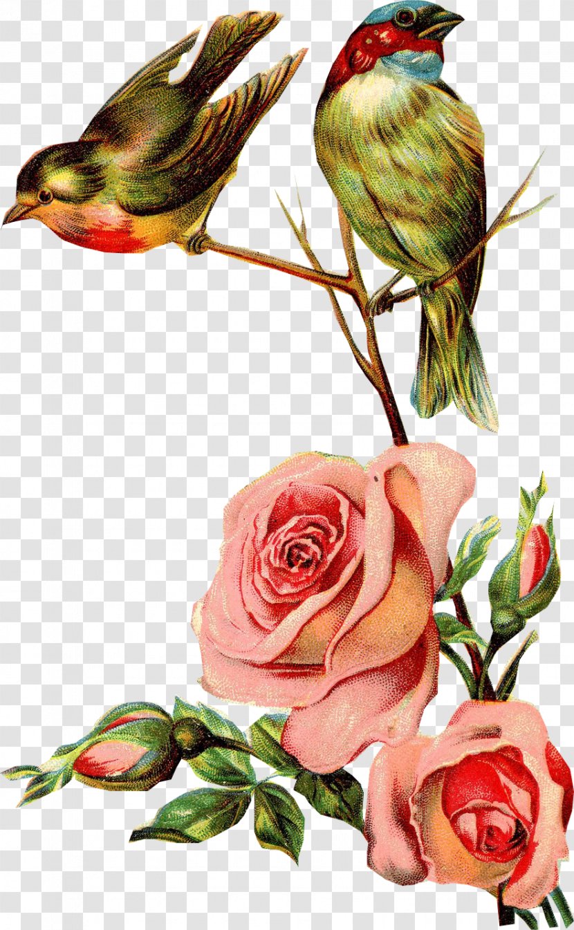 Swallow Bird Paper Clip Art - Rose Family - Birds Transparent PNG