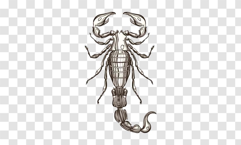 Scorpion Drawing Illustration - Zodiac - HD Free Textbooks Buckle Clip Transparent PNG