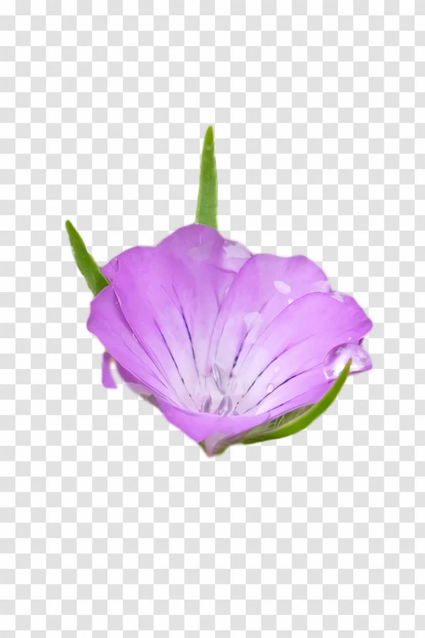 Petal Herbaceous Plant Purple Flower Plants Transparent PNG
