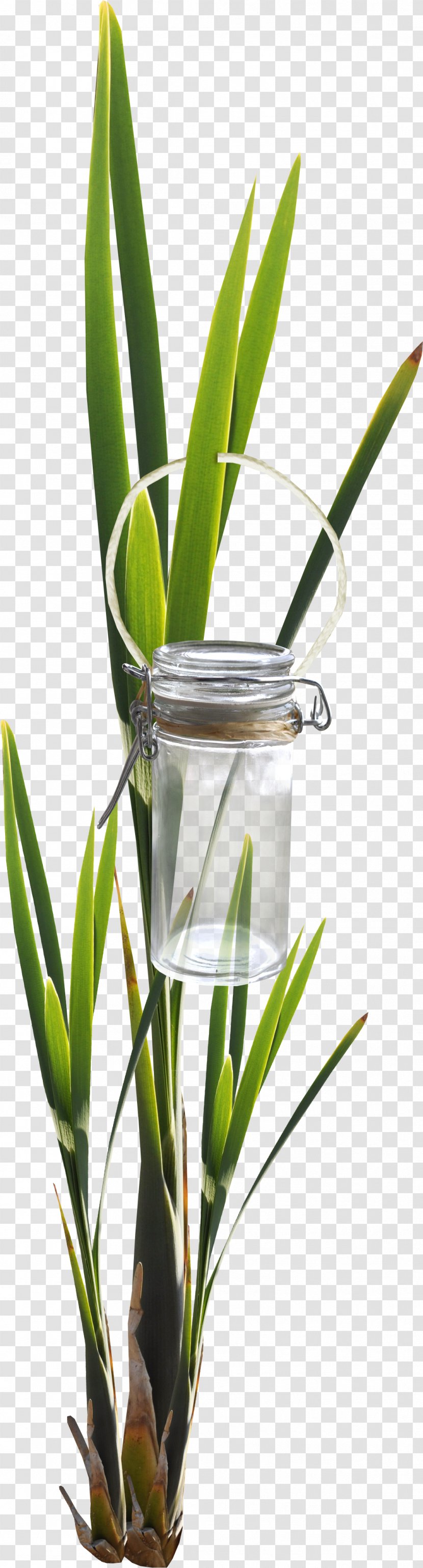 Bottle Leaf Glass Green - Gratis - Foliage Transparent PNG
