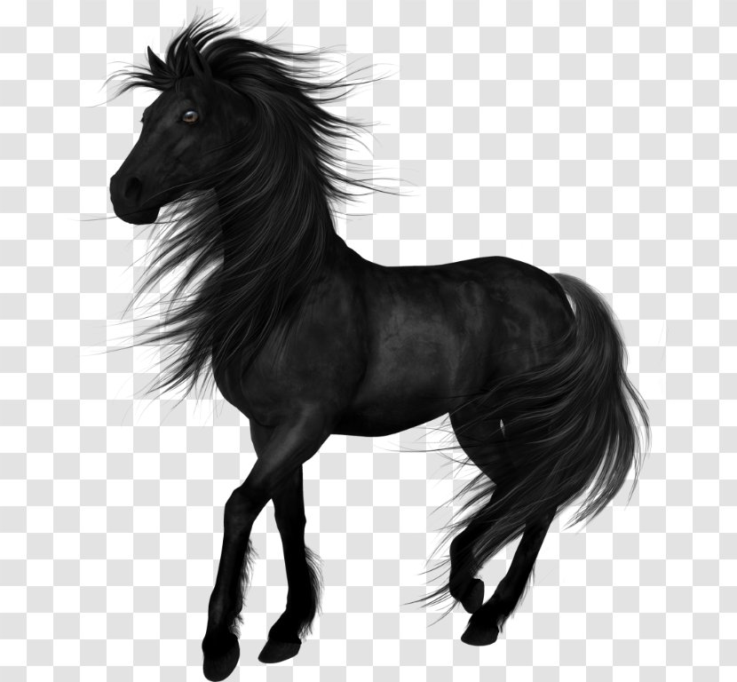 Stallion Arabian Horse Akhal-Teke Friesian Mare - Black And White - Mustang Transparent PNG