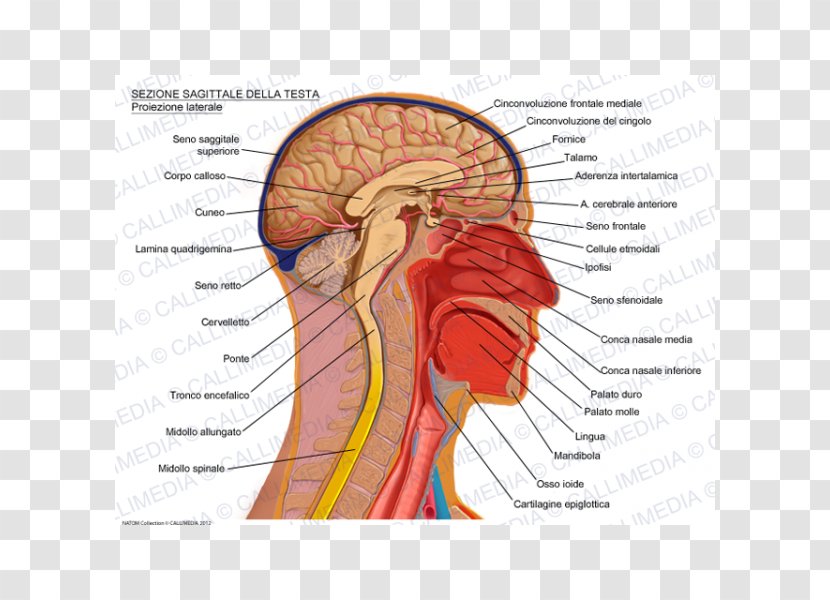 Sagittal Plane Anatomy Brain Head Skull - Watercolor Transparent PNG