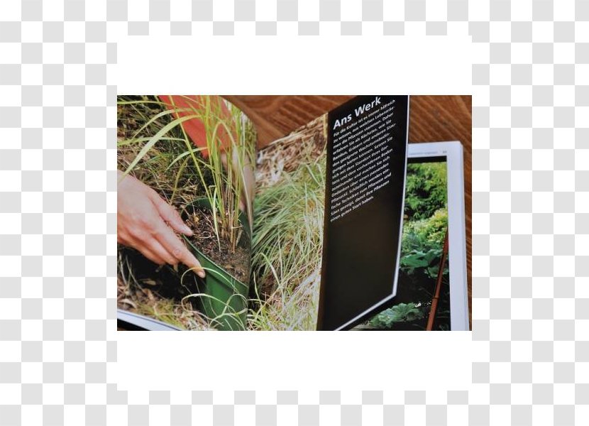 Flora Fauna - Grass - Miscanthus Transparent PNG
