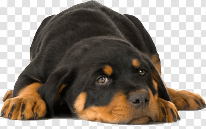 Training Your Rottweiler Puppy West Highland White Terrier The - Carnivoran Transparent PNG