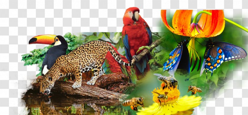 Biodiversity Delict Criminal Law Genetically Modified Organism Natural Environment - Frame - Roll Transparent PNG