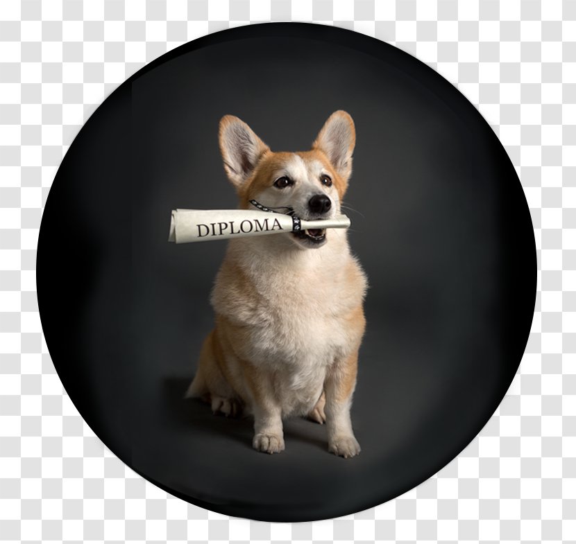 Pembroke Welsh Corgi Dog Breed Hotel Puppy Pet Transparent PNG