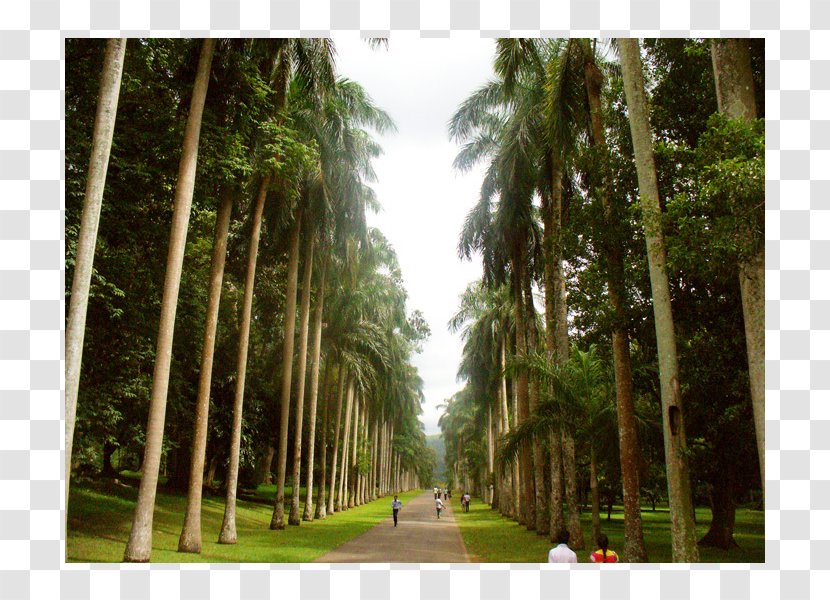 Biome Rainforest Botanical Garden Vegetation Arecaceae - Ecosystem - Melheim Resort Kandy Transparent PNG
