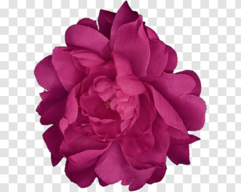 Garden Roses Cabbage Rose Peony Cut Flowers Petal - Flower Transparent PNG