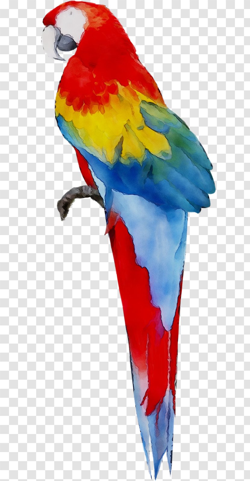 Macaw Parakeet Feather Beak Pet - Wing Transparent PNG