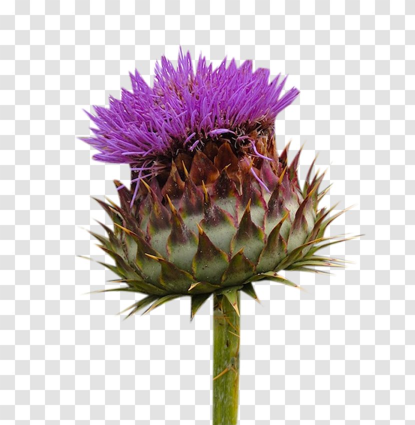 Milk Thistle Flowers Picture Material - Silybum - Plant Transparent PNG