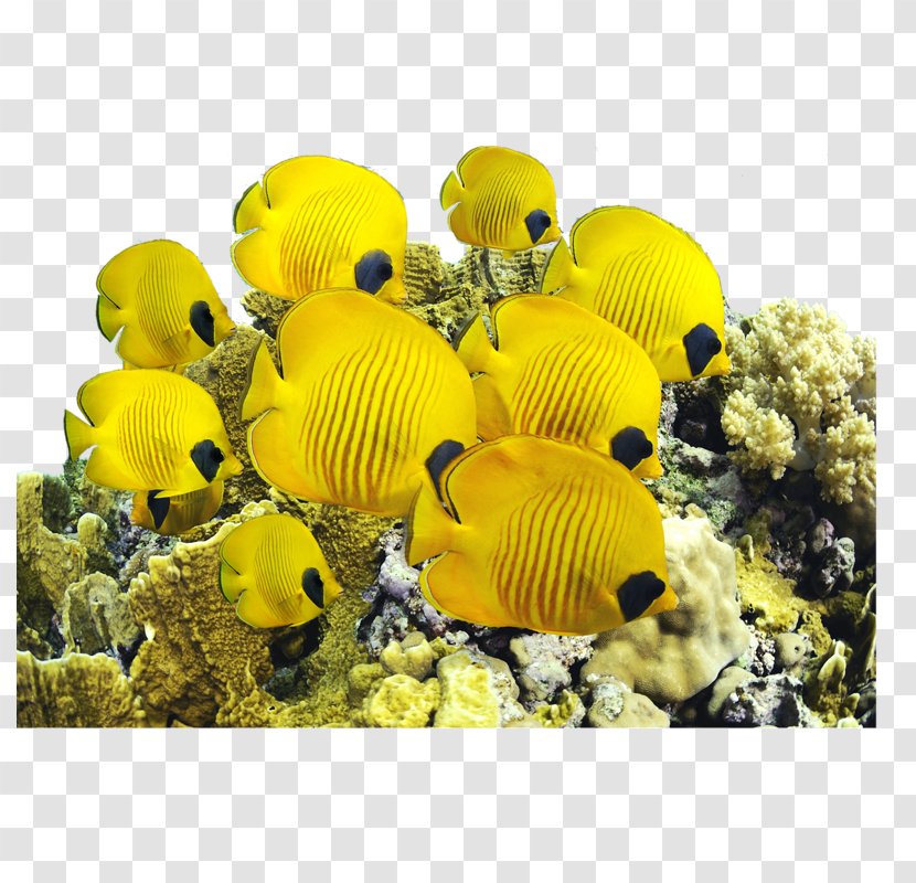 Saltwater Fish Yellow Tang Sea Underwater - Organism Transparent PNG