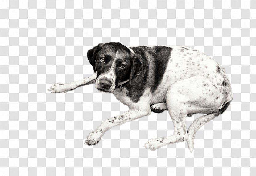 Dog Breed Old Danish Pointer Snout - Black And White - Lying Transparent PNG