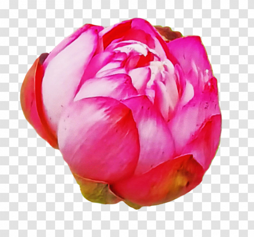 Rose Transparent PNG