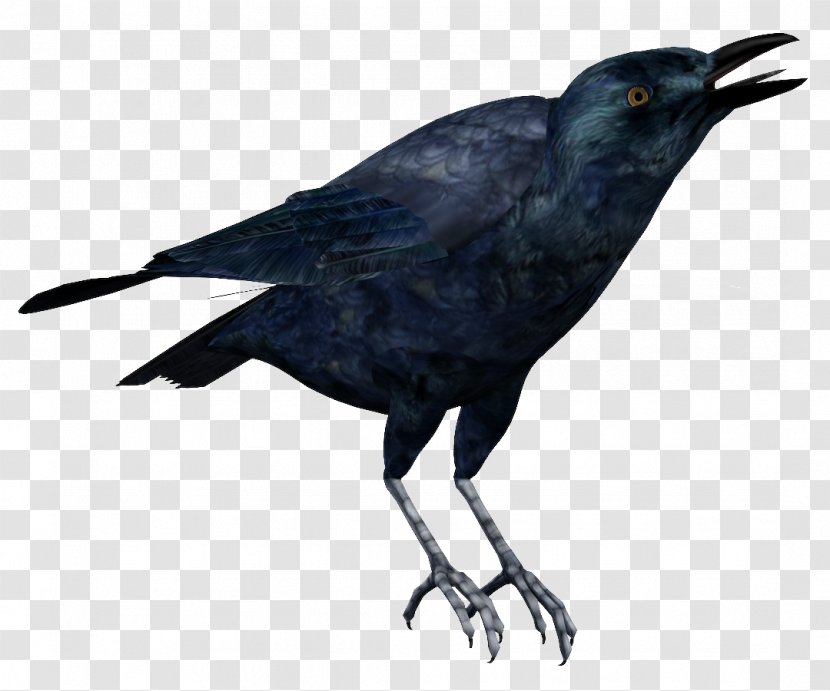 American Crow Rook New Caledonian Raven - Fauna Transparent PNG