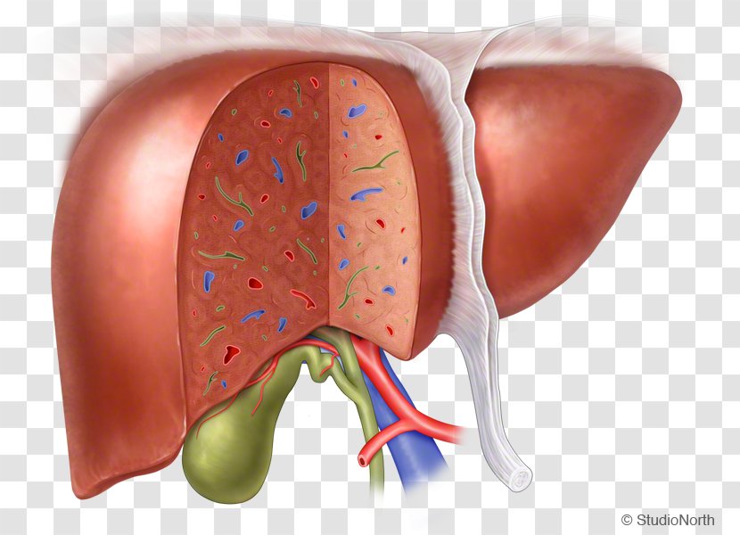 Liver Ear Fetal Circulation - Tree Transparent PNG