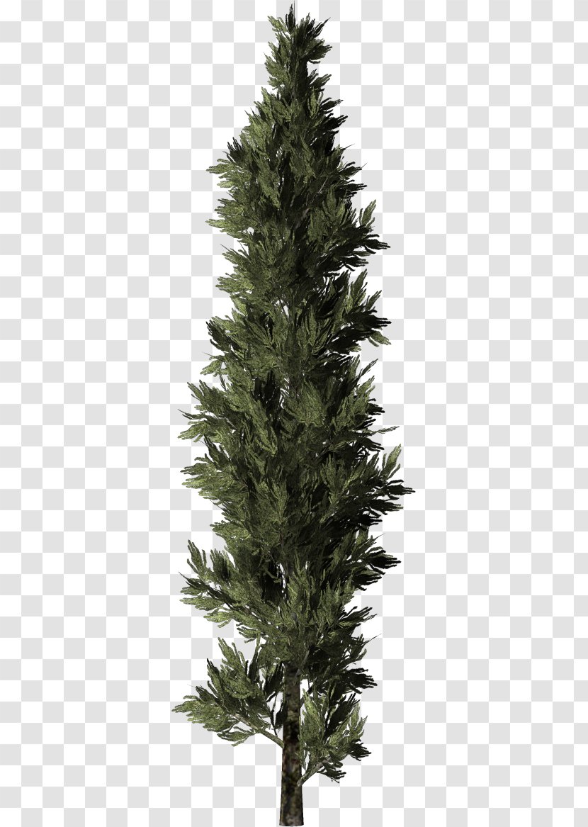 Spruce Christmas Tree Larch - Fir Transparent PNG