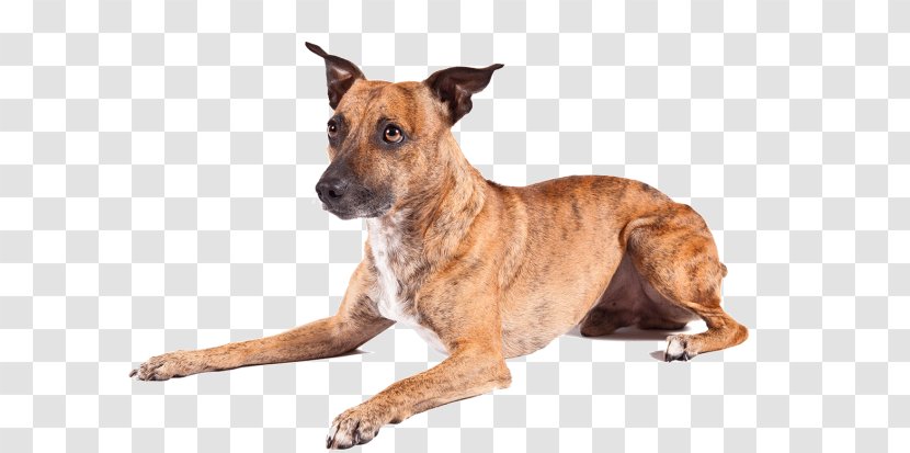 Dog Breed American Hairless Terrier Skye Rottweiler Jack Russell - Breeders Association Transparent PNG
