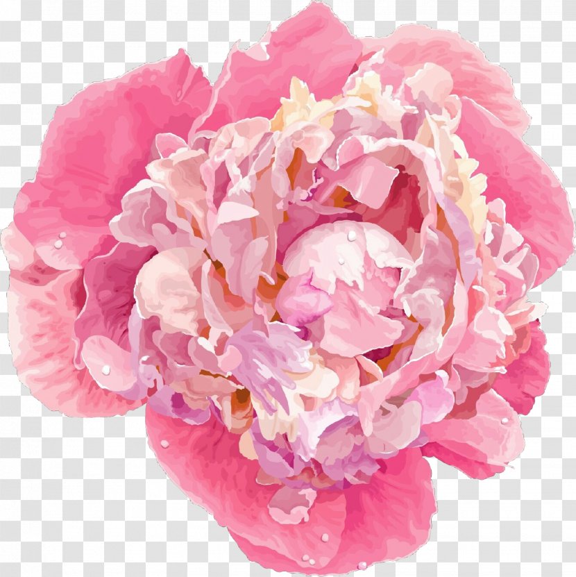 Garden Roses - Pink - Rose Transparent PNG