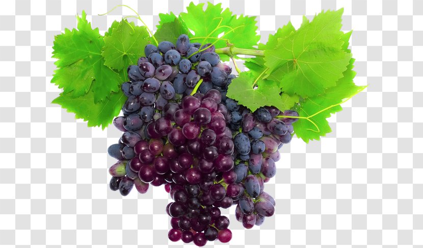 Muscat Grape Wine Stock Photography Merlot - Winemaking Transparent PNG
