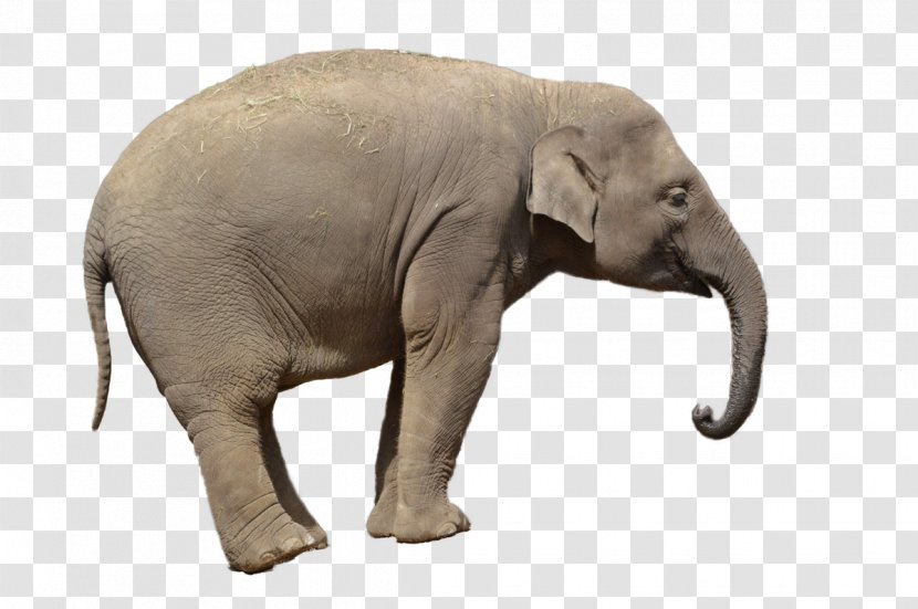 African Bush Elephant Asian Clip Art - Elephants And Mammoths - Cute Transparent PNG