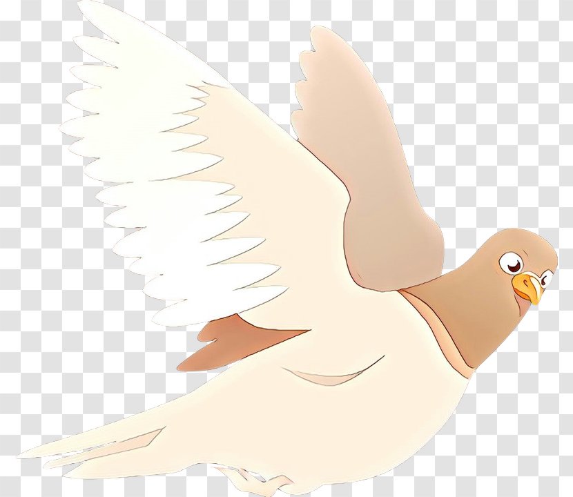 Beak Bird Of Prey Illustration Feather - Animation Transparent PNG
