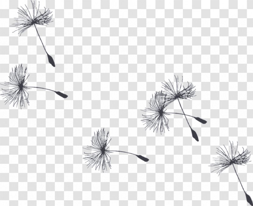 Black And White Flower - Painting - Herbaceous Plant Wildflower Transparent PNG