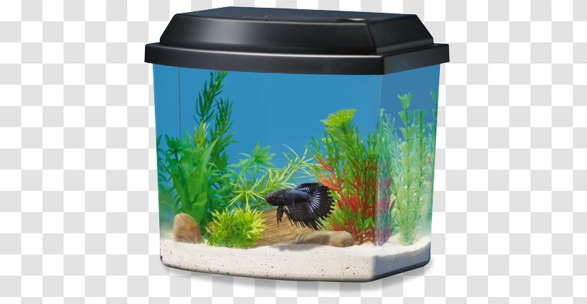Siamese Fighting Fish Ranchu Aquarium PetSmart Heater - Decor Transparent PNG