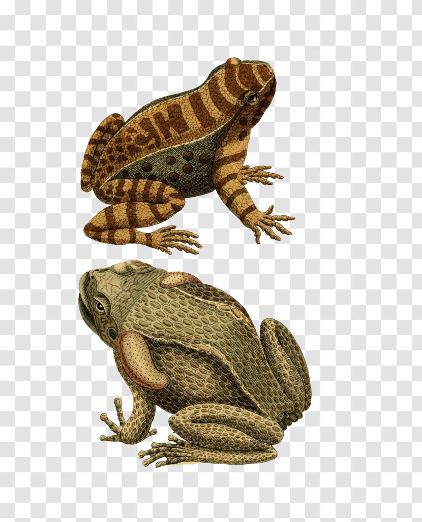 True Frog Toad Amphibian Transparent PNG