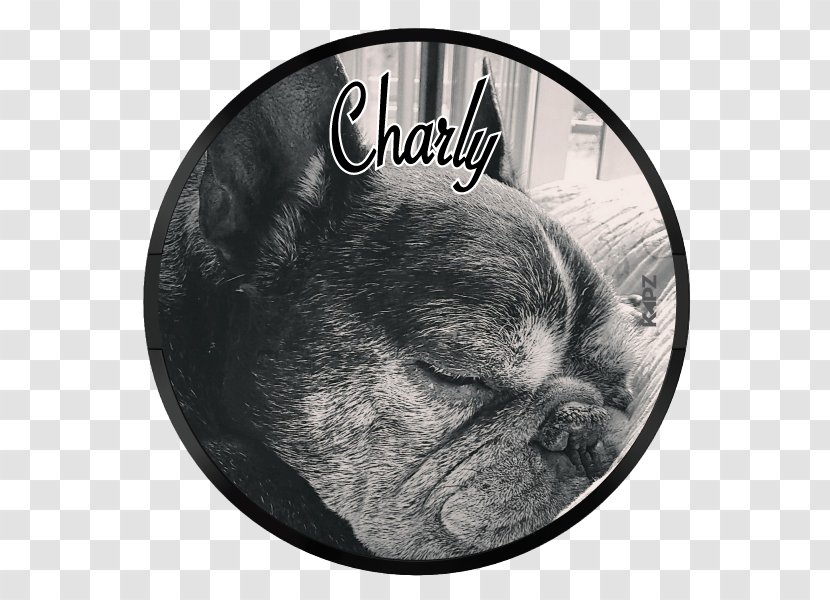 French Bulldog Puppy Dog Breed Non-sporting Group - Vertebrate - Full Colour Transparent PNG