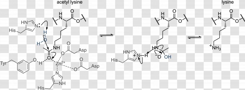 Histone Acetylation And Deacetylation Methylation - Cartoon - Frame Transparent PNG