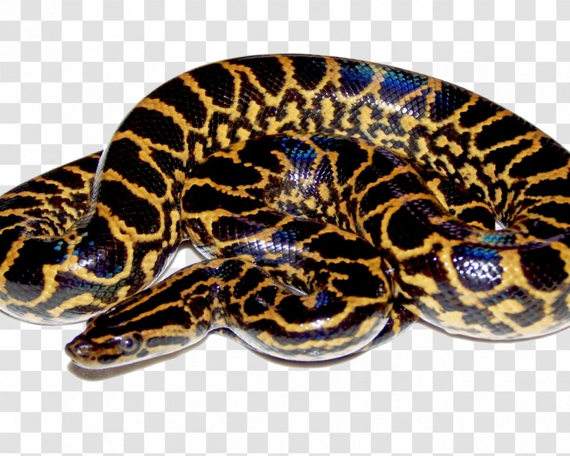 Snakes Green Anaconda Yellow Clip Art - Reptile - Arabic Transparent PNG