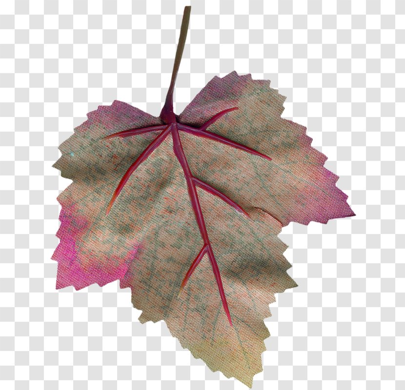 Maple Leaf Google Images - Deciduous Transparent PNG