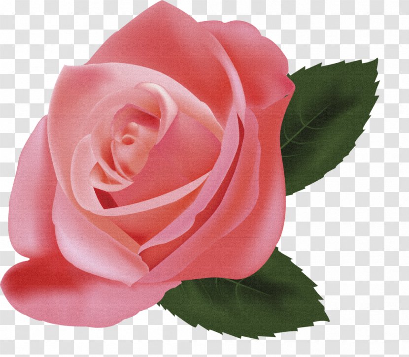 Still Life: Pink Roses Illustration - Flower - Rose Transparent PNG