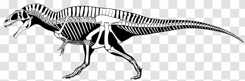 Carcharodontosaurus Giganotosaurus Acrocanthosaurus Mapusaurus Tyrannosaurus - Dinosaur - Skeleton Transparent PNG