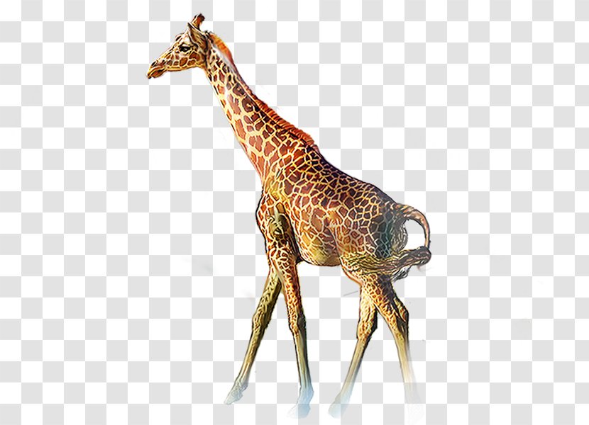 Northern Giraffe Animal Clip Art - Mammal Transparent PNG