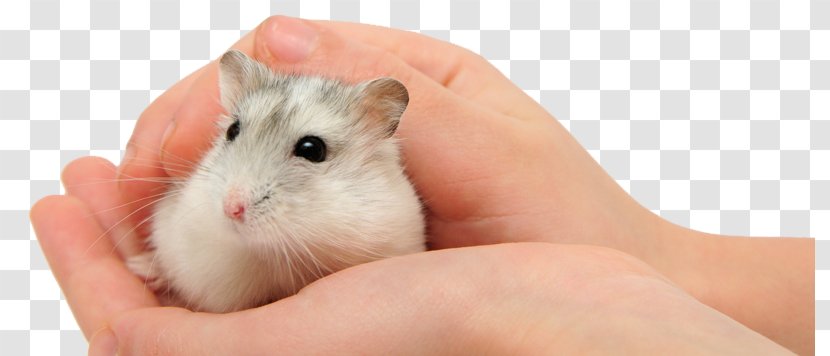 Gerbil Mouse Djungarian Hamster Pet Stock Photography - Fauna Transparent PNG