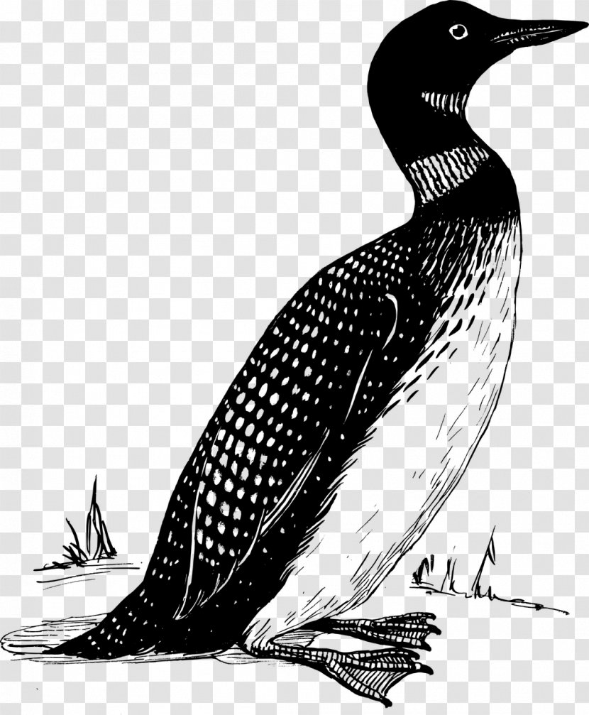 T-shirt Bird Common Loon Clip Art - Feather Transparent PNG