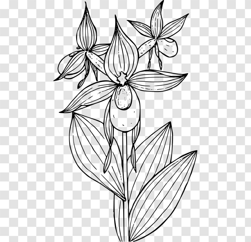 Lady's Slipper Orchids Cypripedium Reginae Montanum Clip Art - Plant Transparent PNG