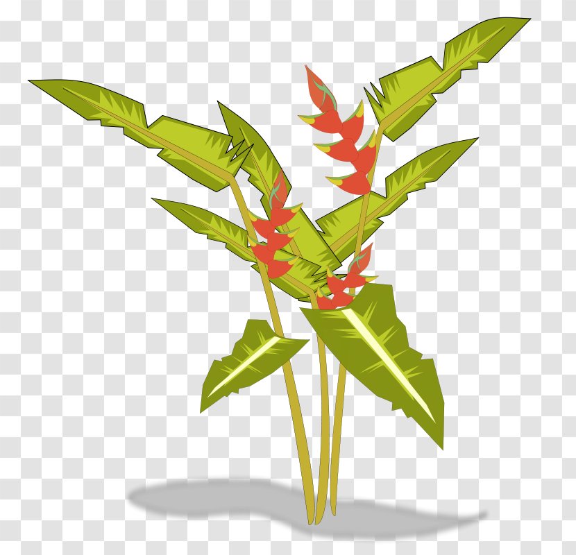 Lobster-claws Favicon Bird Of Paradise Flower Clip Art - Arecaceae - Free Pictures Plants Transparent PNG