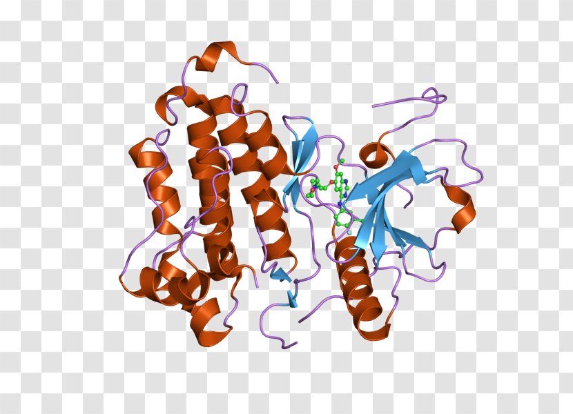 Epidermal Growth Factor Receptor Tyrosine Kinase - Hormone - Organism Transparent PNG