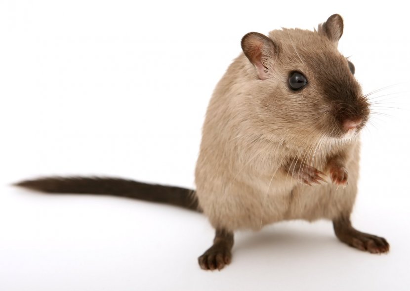 Brown Rat Rodent Gerbil Fancy Mouse Hamster - Snout - & Transparent PNG