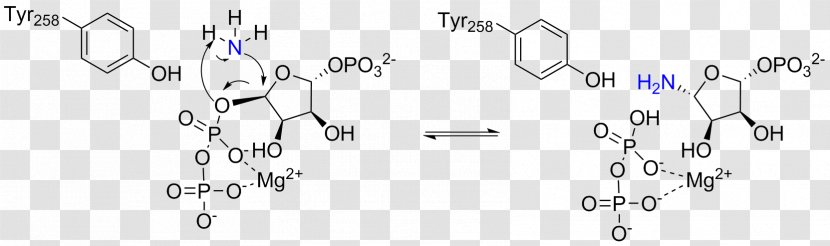Amidophosphoribosyltransferase Phosphoribosyl Pyrophosphate Purine Metabolism Phosphoribosylamine - Tree - Frame Transparent PNG