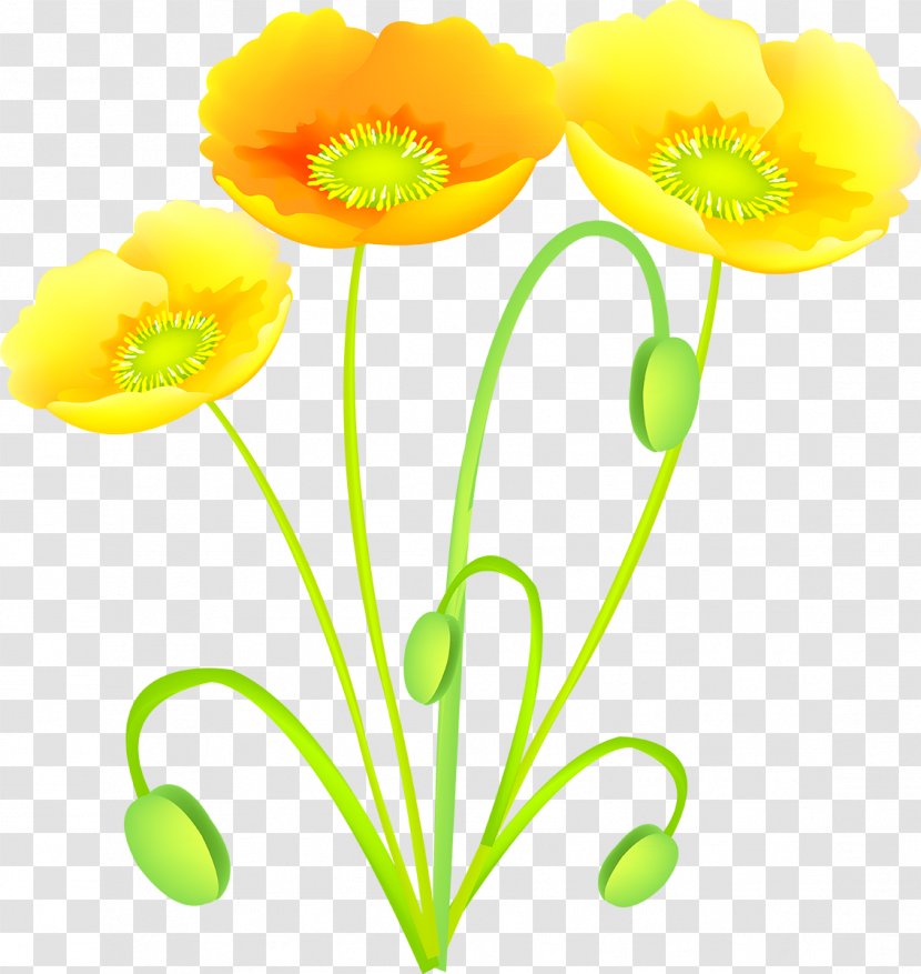 Flower Common Poppy Poppies Transparent PNG