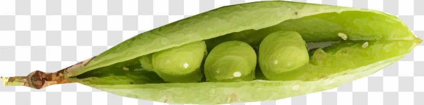 Pea Lima Bean Legume Natural Foods - Ingredient Transparent PNG