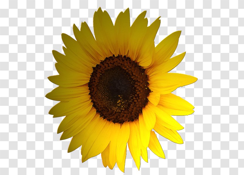 Common Sunflower Stock Photography Royalty-free - Beautiful Sunflowers Transparent PNG
