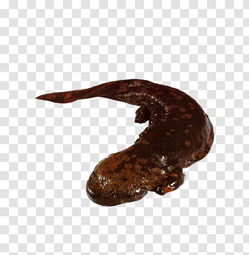 Chinese Giant Salamander Japanese - Pictures Transparent PNG